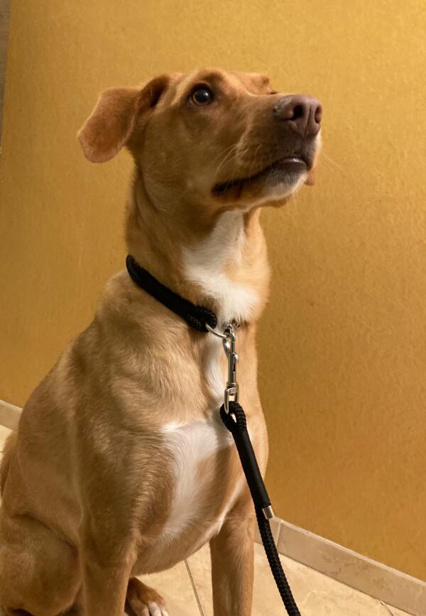 Hundeleine und Halsband am Hund, handgefertigt, nach Maß