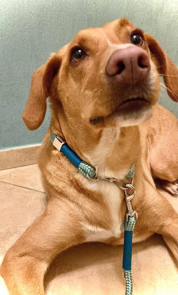 Halsband und Hundeleine aus Segeltau in der Farbe Salbei am Hals eines Hundes