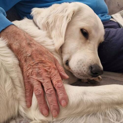 Tierliebe Hund Hand Erinnerungsschmuck Erinnerungen festhalten Asche Gravur Anhänger Kapsel